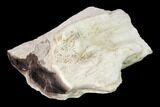 Polished Petrified Tropical Hardwood Limb Section - Texas #166494-2